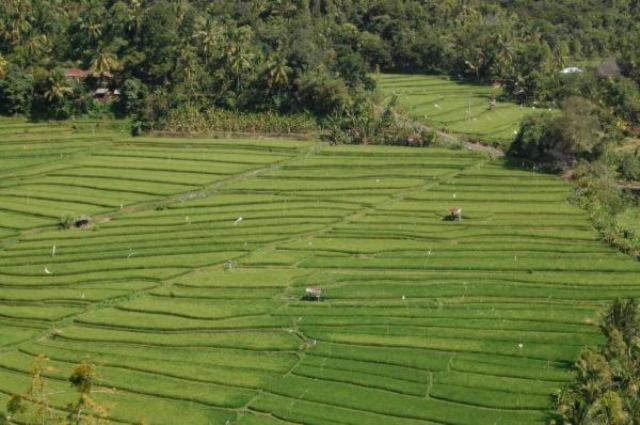 Aditya Homestay Munduk  Bagian luar foto